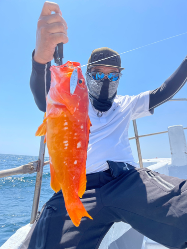 アカハタの釣果