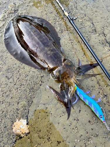 アオリイカの釣果