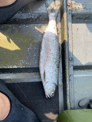 ビワマスの釣果