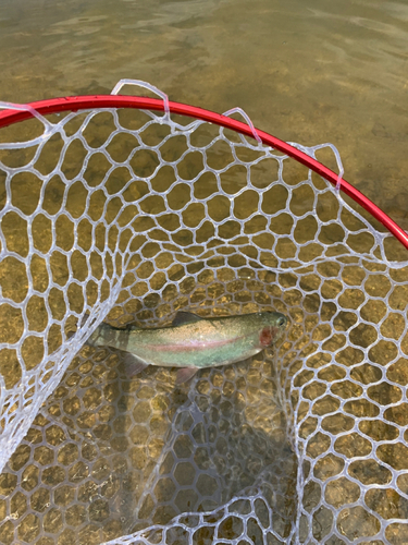 ニジマスの釣果