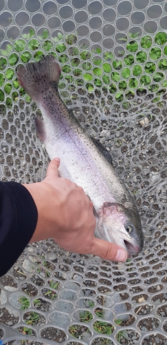 スチールヘッドの釣果