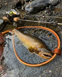 ヤマトイワナの釣果