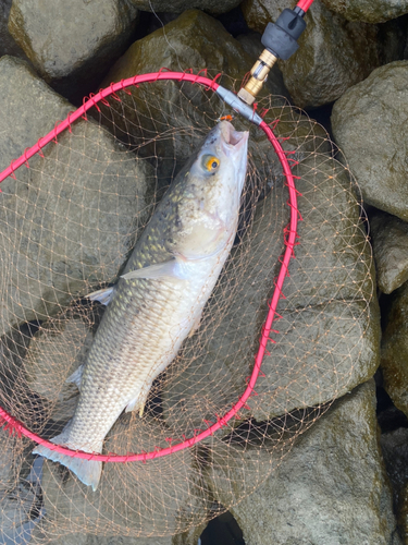 メナダの釣果