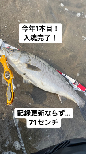 シーバスの釣果