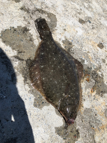 カレイの釣果