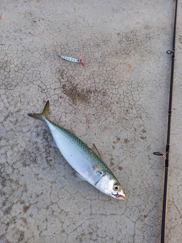 サバの釣果