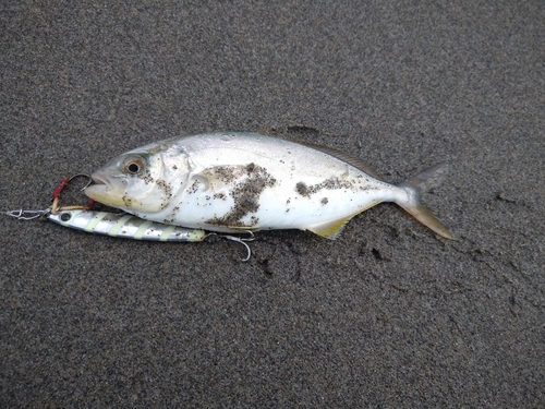 ショゴの釣果