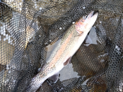 ニジマスの釣果