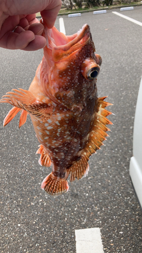 カサゴの釣果