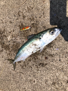 サバの釣果