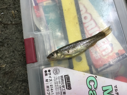 アブラハヤの釣果