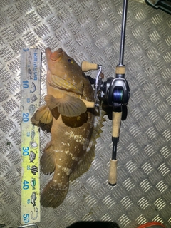 アコウの釣果