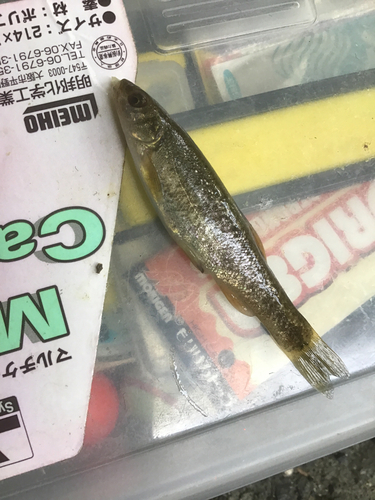 アブラハヤの釣果