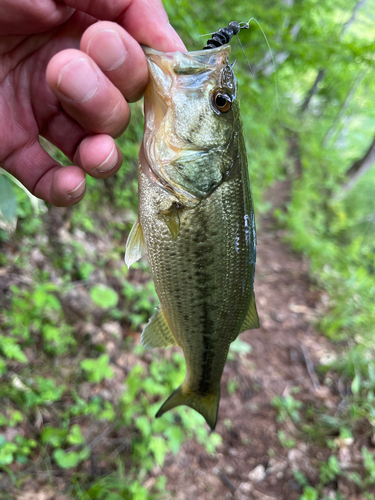 ラージマウスバスの釣果