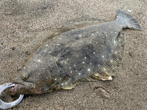 ヒラメの釣果