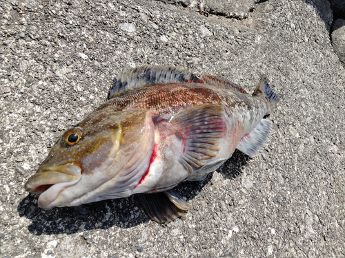 アイナメの釣果