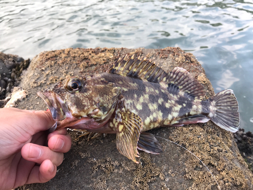 カサゴの釣果