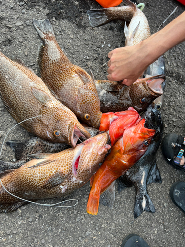 イシダイの釣果