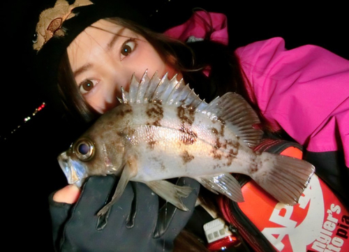 シロメバルの釣果