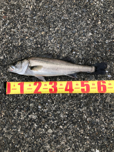 スズキの釣果