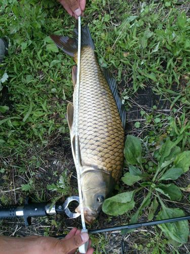 コイの釣果