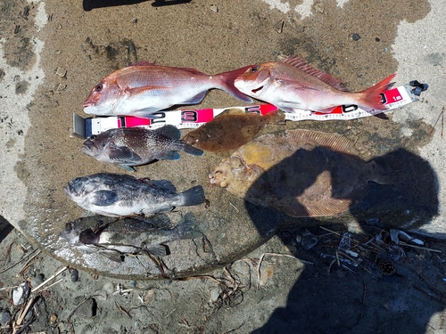 マダイの釣果