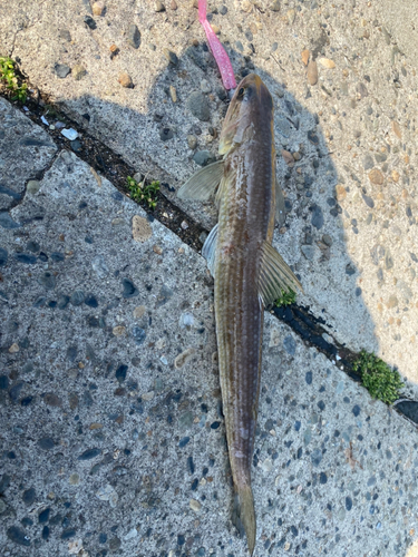 エソの釣果