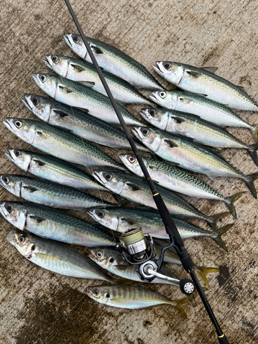 サバの釣果