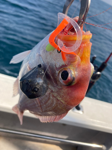 レンコダイの釣果