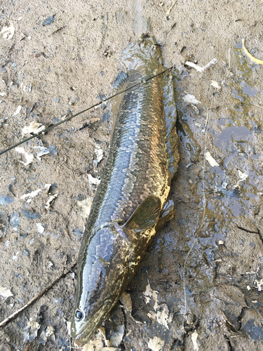 ライギョの釣果