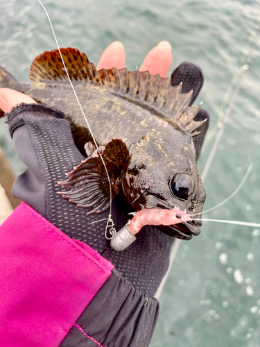 ムラソイの釣果