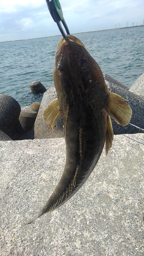 コチの釣果