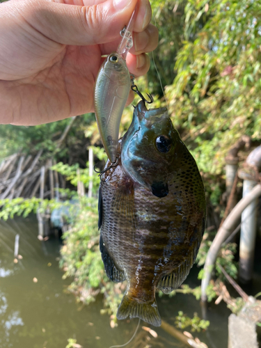 ブルーギルの釣果