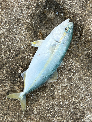 ツバスの釣果