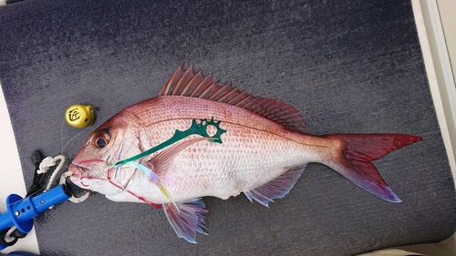 マダイの釣果