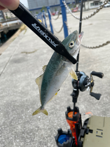 ツバスの釣果