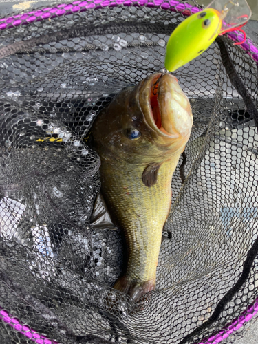 ブラックバスの釣果