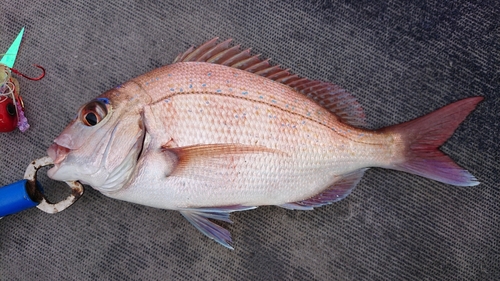 マダイの釣果