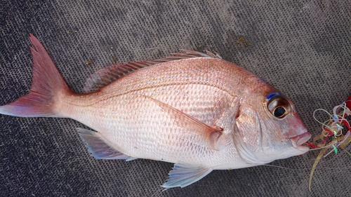 マダイの釣果