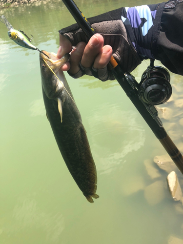 ナマズの釣果