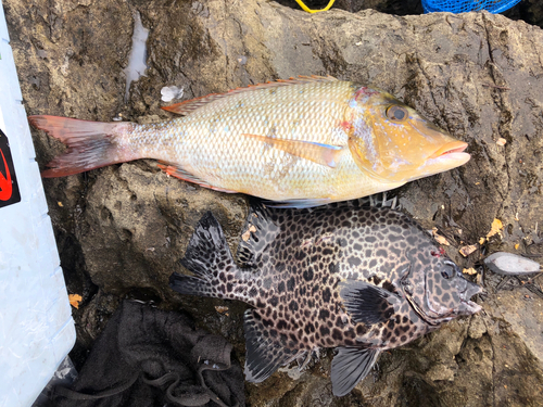 鹿児島県で釣れたゴマフエダイの釣り・釣果情報 - アングラーズ