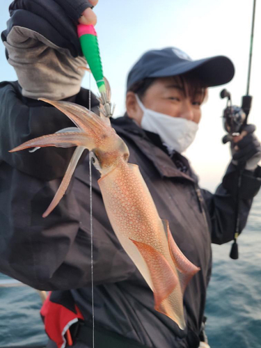 ケンサキイカの釣果