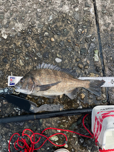 クロダイの釣果