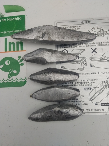 ハマチの釣果