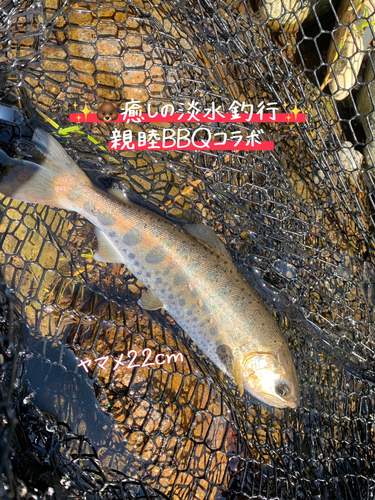 ヤマメの釣果