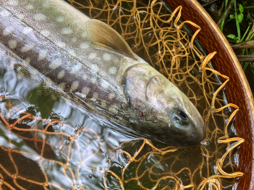 アメマスの釣果