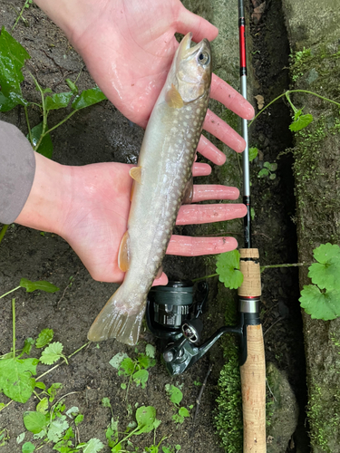 イワナの釣果