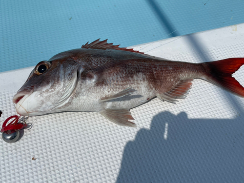 マダイの釣果