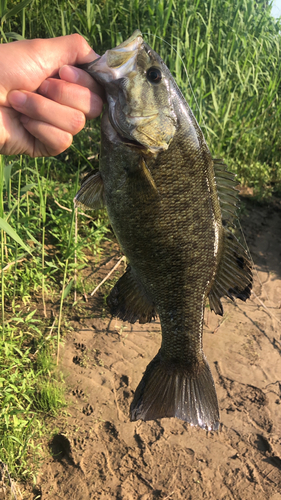 スモールマウスバスの釣果