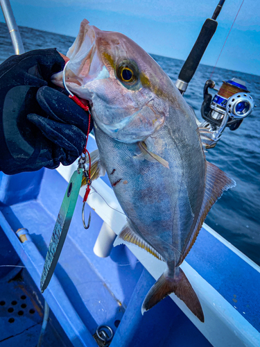 ショゴの釣果